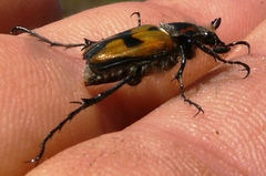 Campulipus limbatus