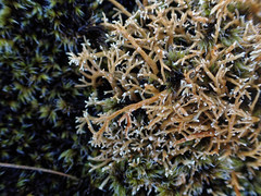 Sphaerophorus globosus