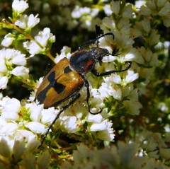 Campulipus limbatus