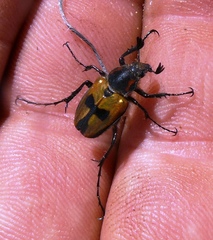 Campulipus limbatus