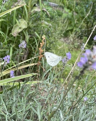 Pieris napi