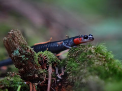 Plethodon jordani