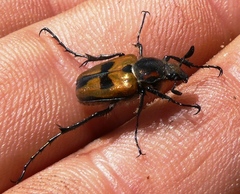 Campulipus limbatus