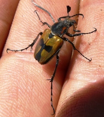 Campulipus limbatus