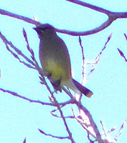 Cedar Waxwing photographed in Oklahoma