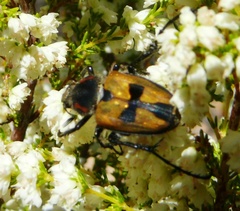 Campulipus limbatus