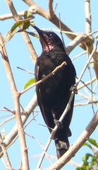 Chalcomitra amethystina amethystina