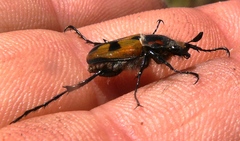 Campulipus limbatus