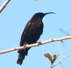 Chalcomitra amethystina amethystina