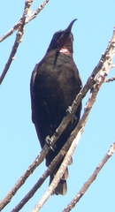 Chalcomitra amethystina amethystina
