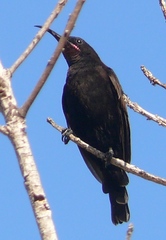 Chalcomitra amethystina amethystina