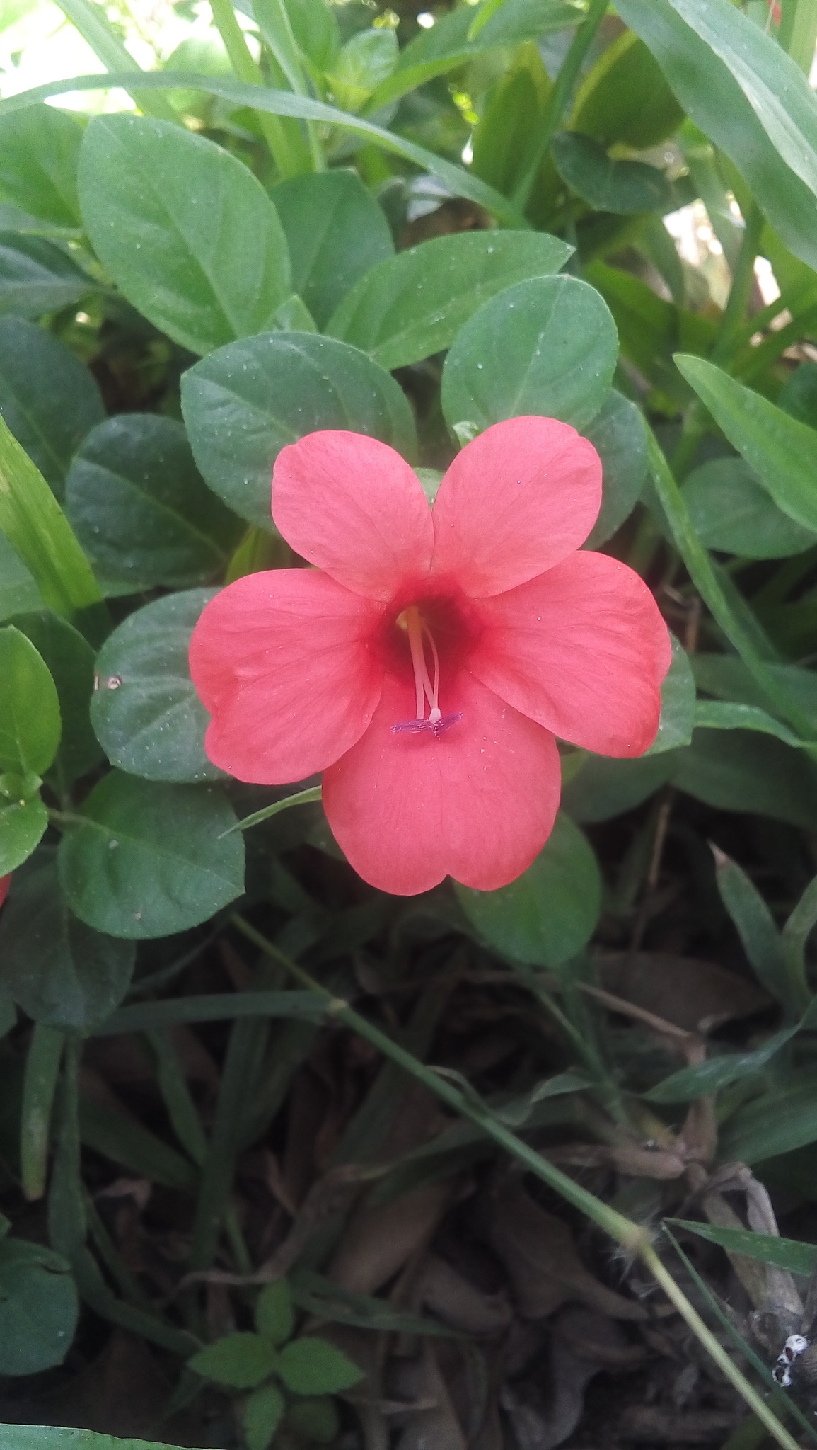 Barleria repens