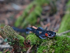 Plethodon jordani