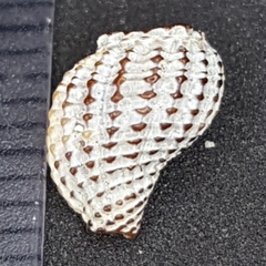 Raphitoma purpurea