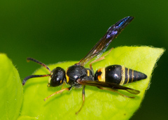 Ancistrocerus unifasciatus