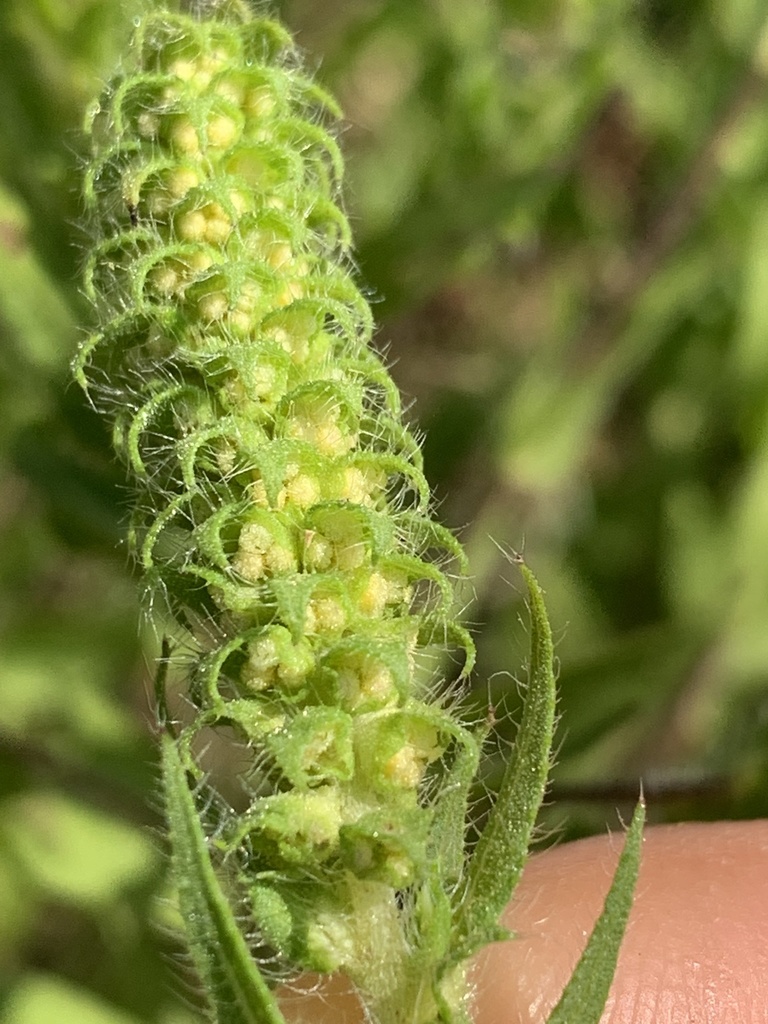 lanceleaf ragweed (Farmerville meadow) · iNaturalist