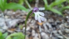 Cynorkis fastigiata var. triphylla image