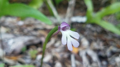 Cynorkis fastigiata var. triphylla image