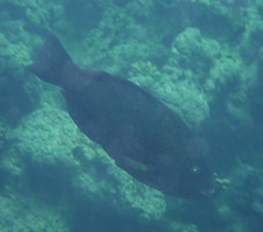 Calotomus viridescens