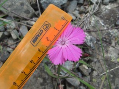 Dianthus caucaseus