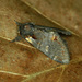 Notodonta dromedarius - Photo (c) Michał Brzeziński, algunos derechos reservados (CC BY-NC), subido por Michał Brzeziński