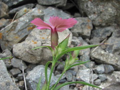 Dianthus caucaseus