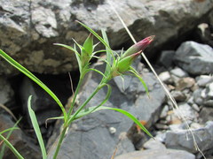 Dianthus caucaseus