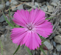 Dianthus caucaseus