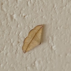 Eublemma perversicolor