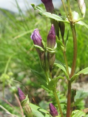Gentianella caucasea