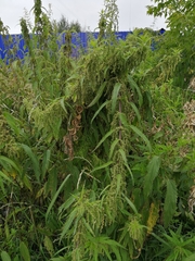 Urtica angustifolia