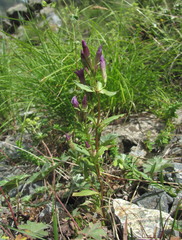 Gentianella caucasea