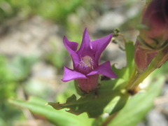 Gentianella caucasea