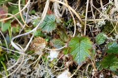 Geum uniflorum