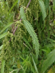 Urtica angustifolia
