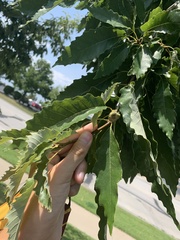 Quercus muehlenbergii