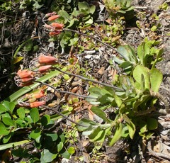 Cotyledon orbiculata orbiculata