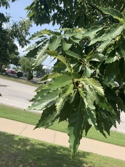 Quercus muehlenbergii