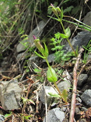 Gentianella caucasea