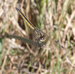 Trithemis dorsalis