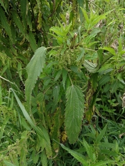 Urtica angustifolia