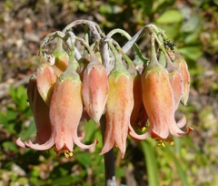Cotyledon orbiculata orbiculata