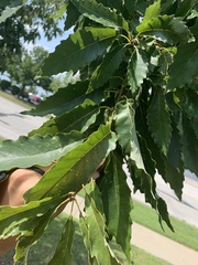 Quercus muehlenbergii