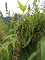 Urtica angustifolia