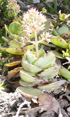 Crassula lactea