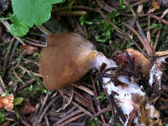 Dissingia crassitunicata