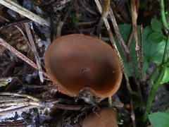 Dissingia crassitunicata