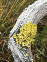 Vulpicida juniperinus