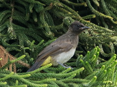 Pycnonotus barbatus tricolor