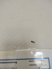 Lepidoptera